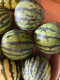 Mini pastèque