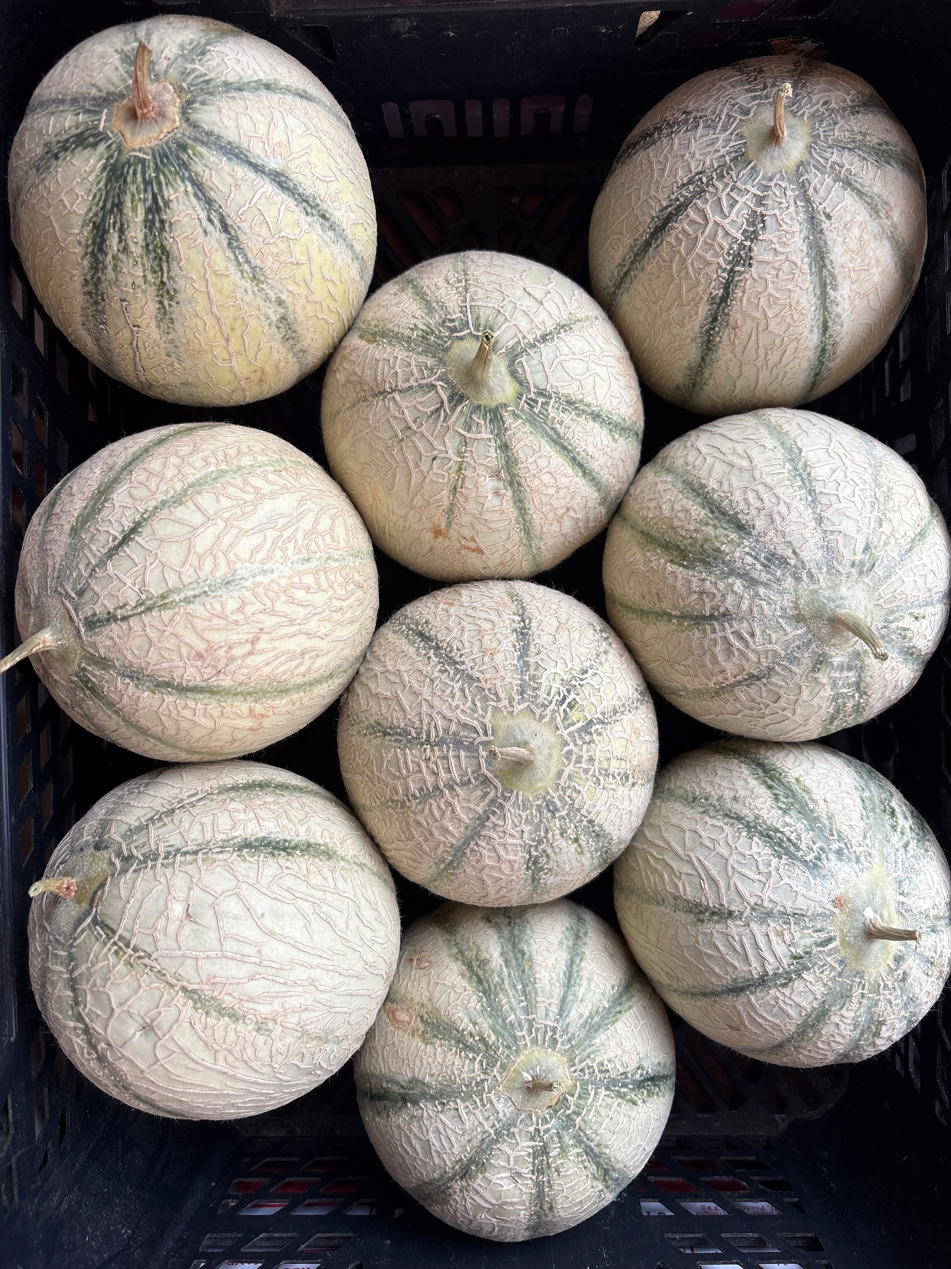 Melon