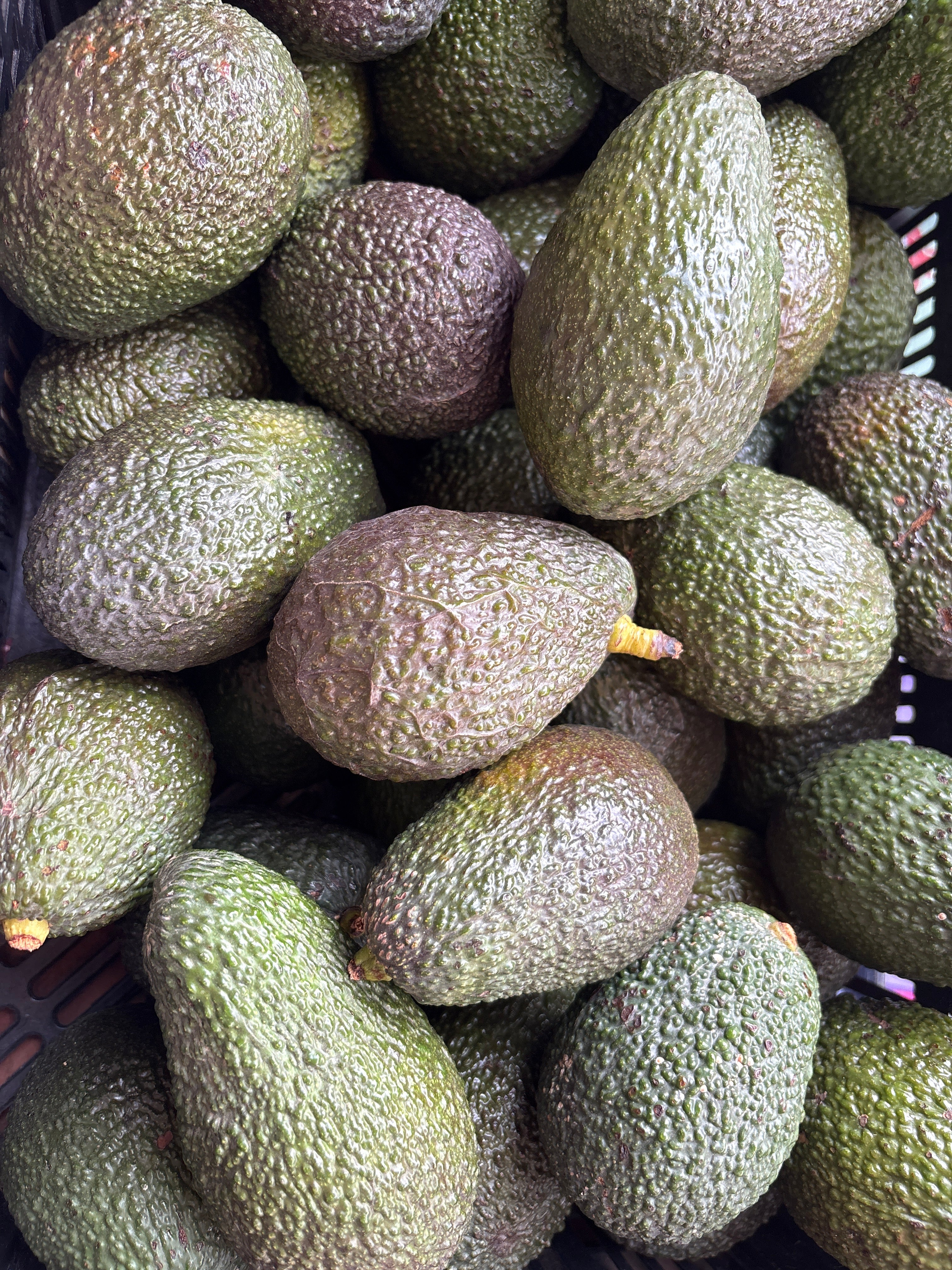 Avocat Hass