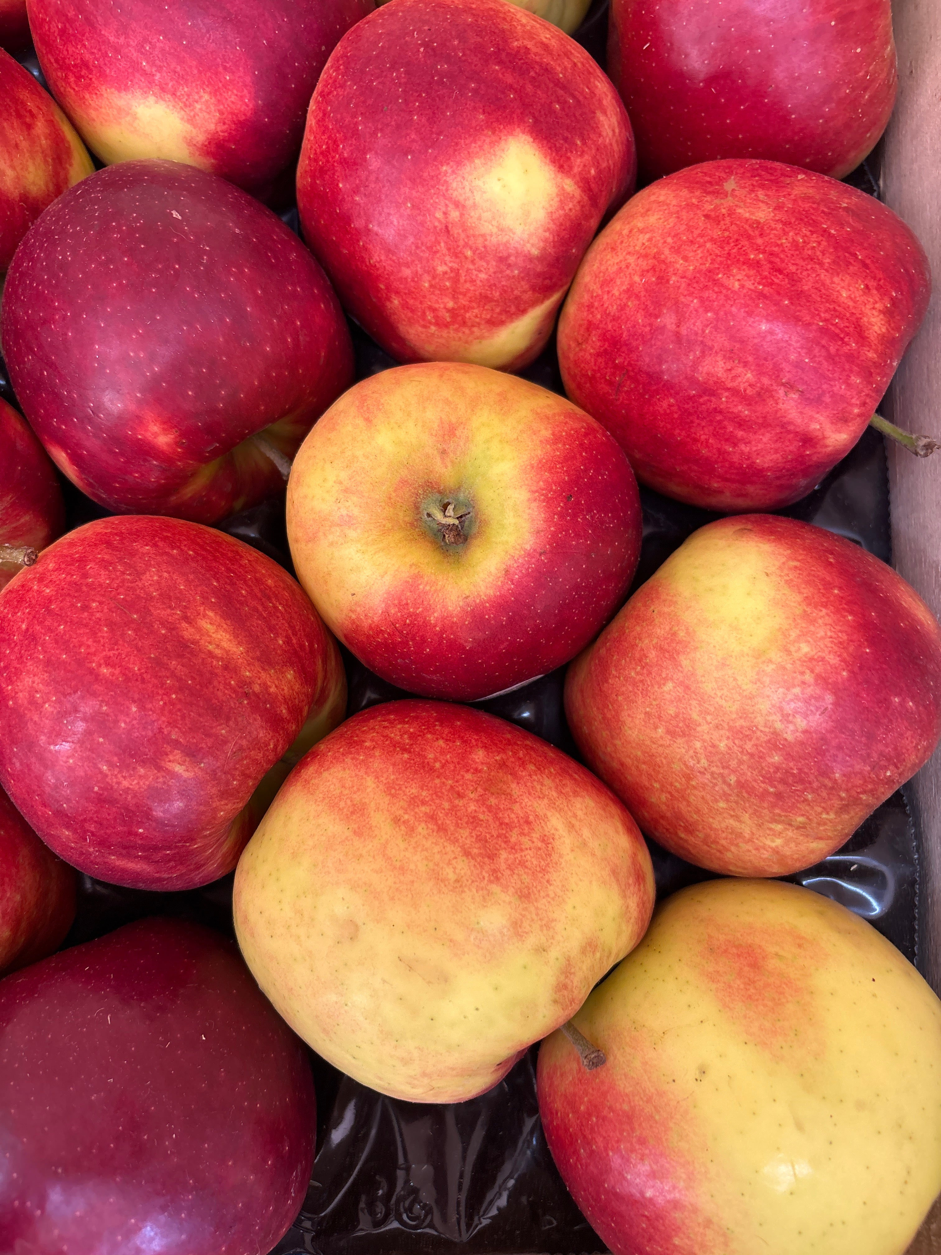 Pomme Jonagold