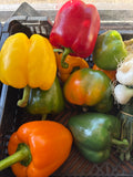 Poivron tricolore 500g