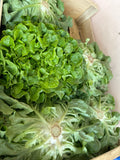 Feuille de chêne verte