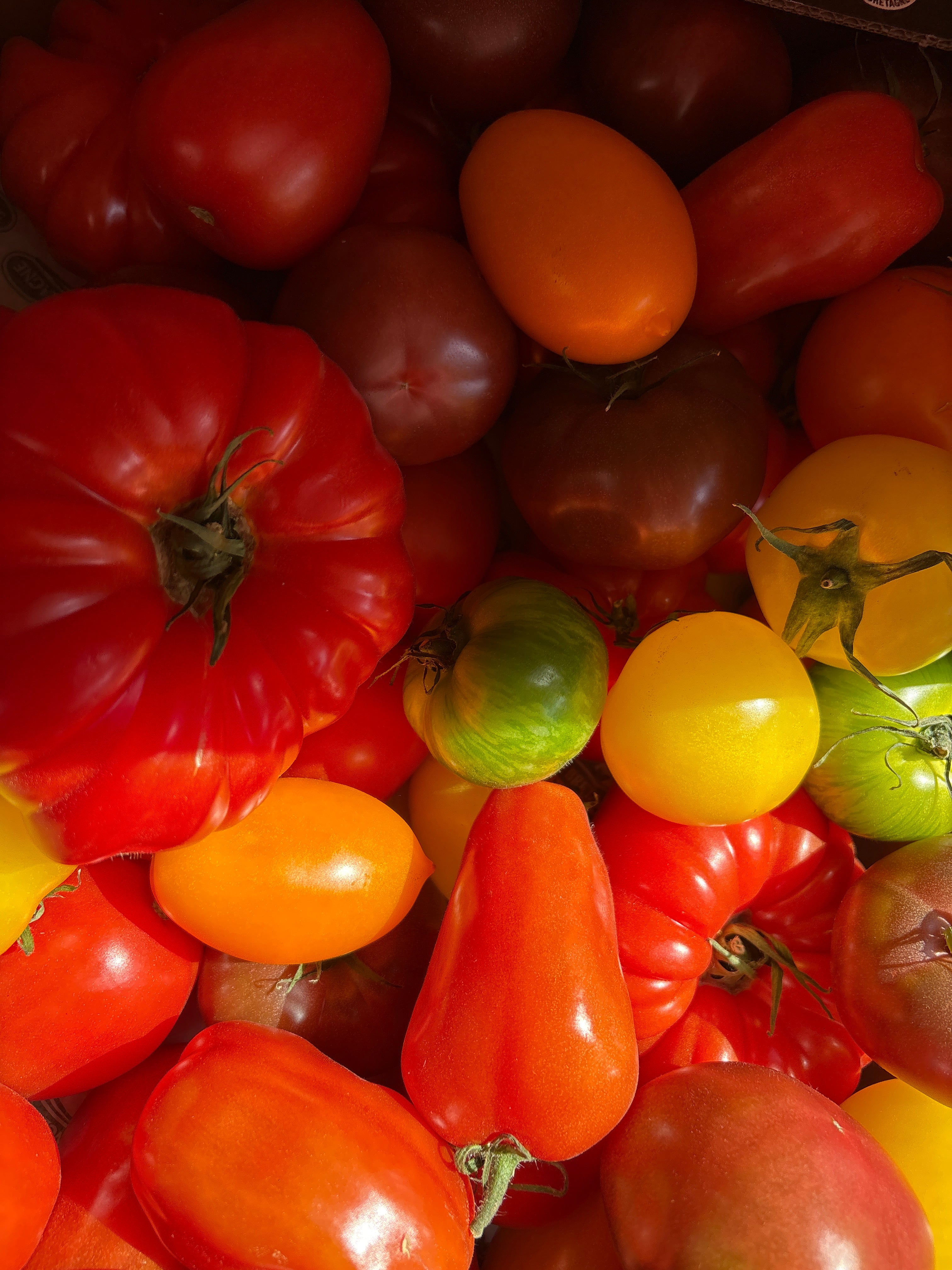 Tomates anciennes