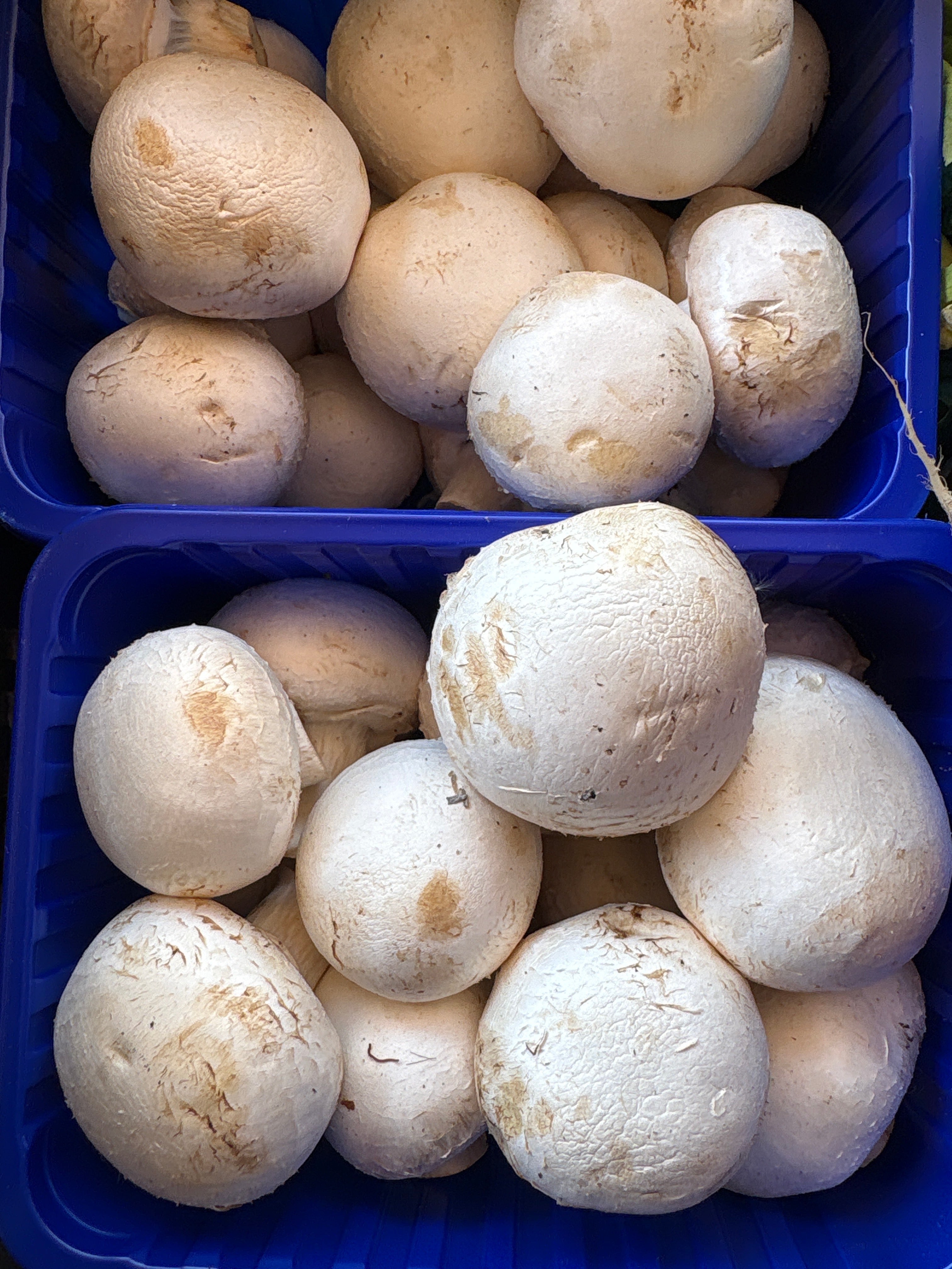 Champignon blanc 500g