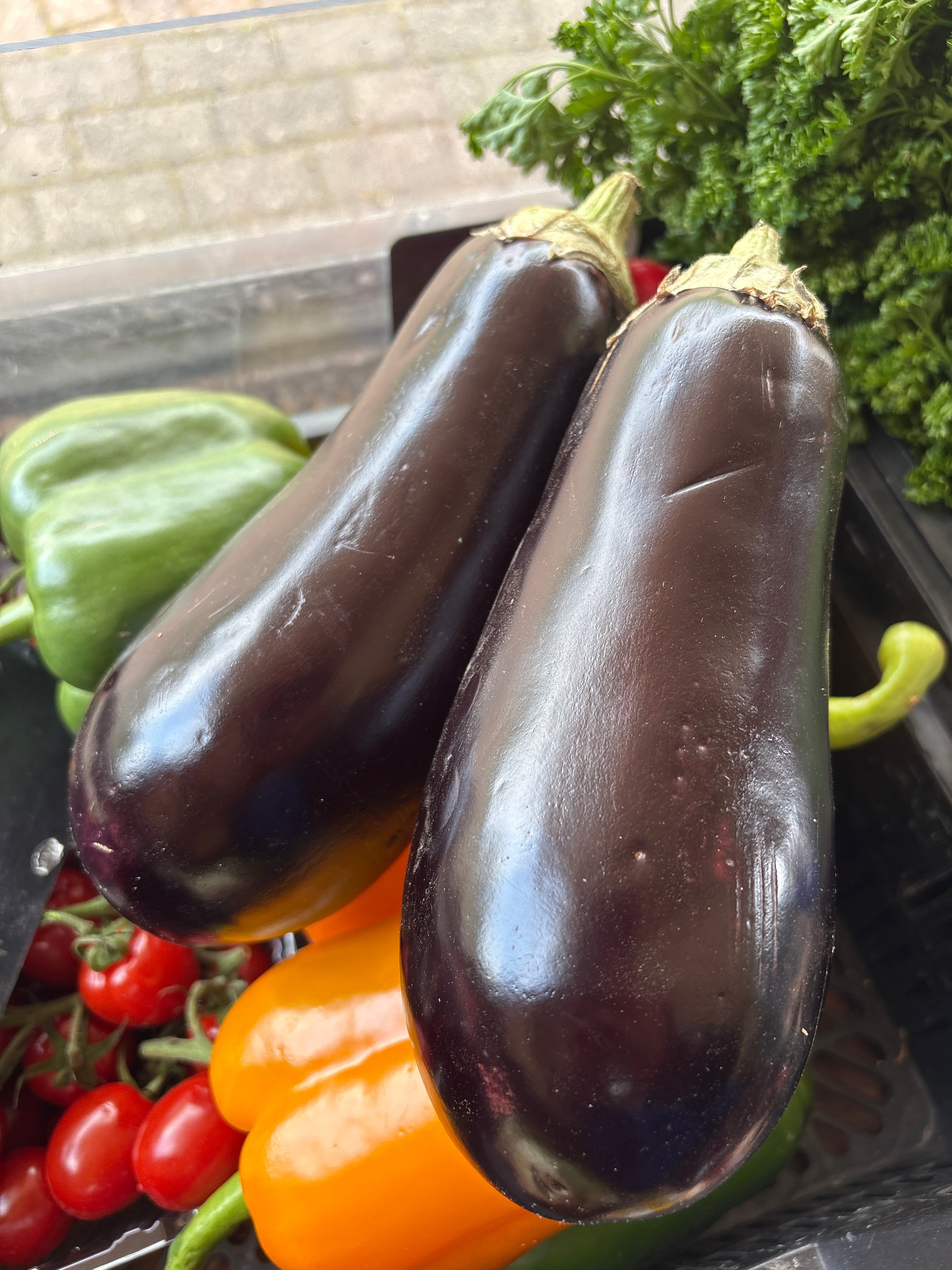 Aubergine